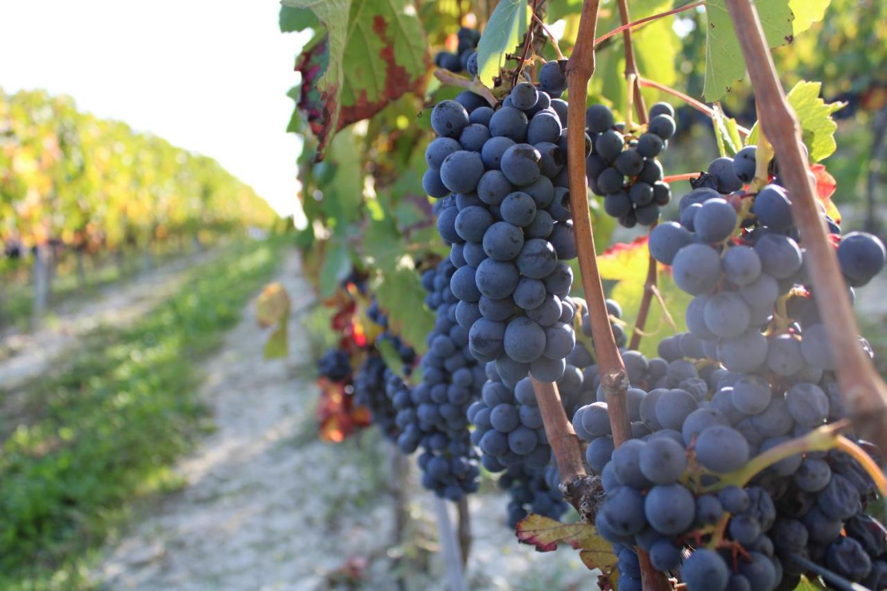 Agriturismo La Mussia Castelnuovo  エクステリア 写真