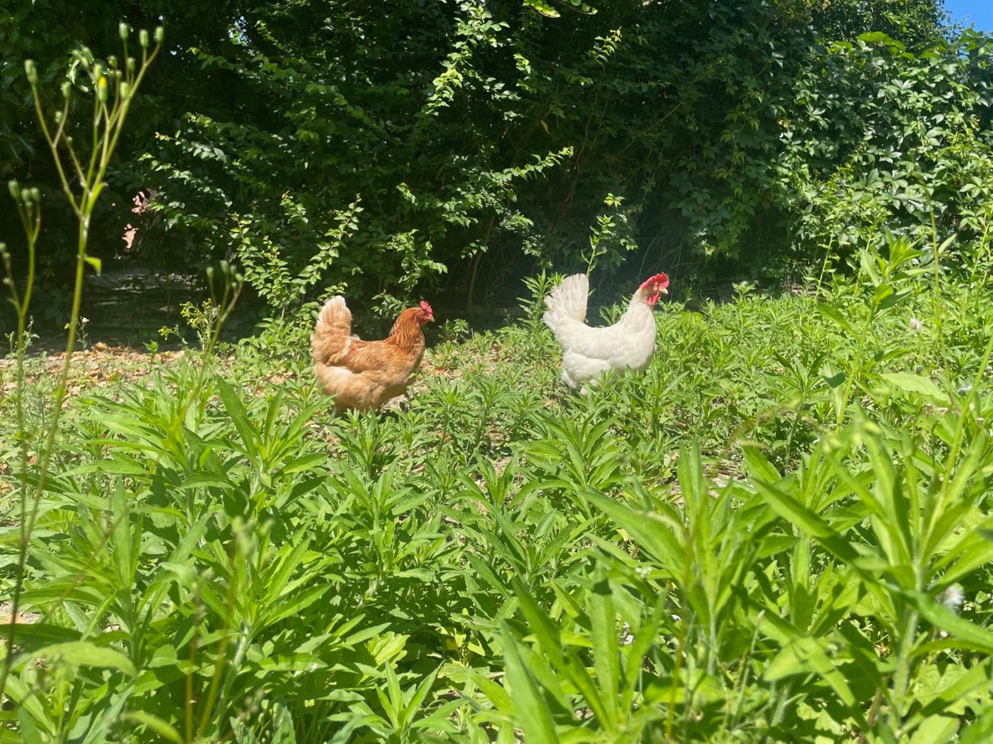 Agriturismo La Mussia Castelnuovo  エクステリア 写真