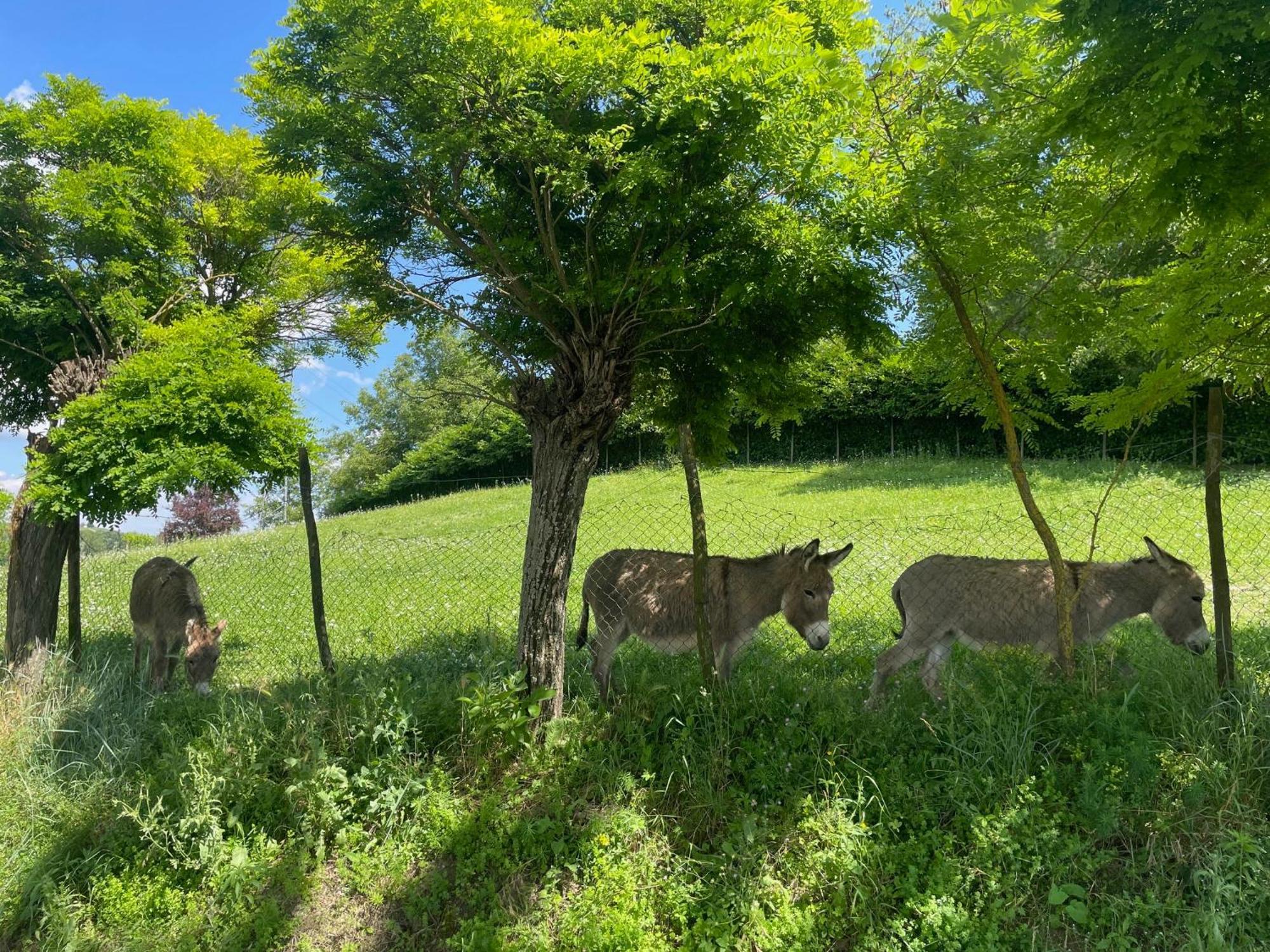 Agriturismo La Mussia Castelnuovo  エクステリア 写真
